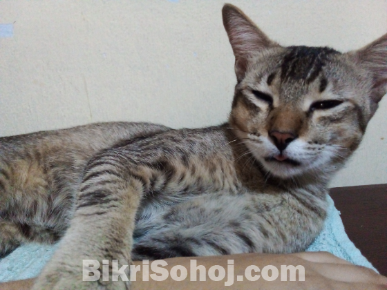 For adoption. Male adult cat